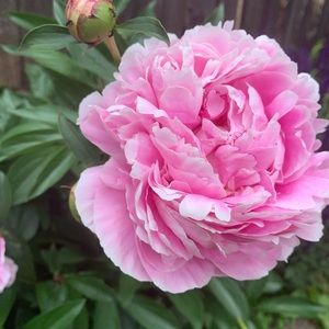 Meet your Posher, Erika